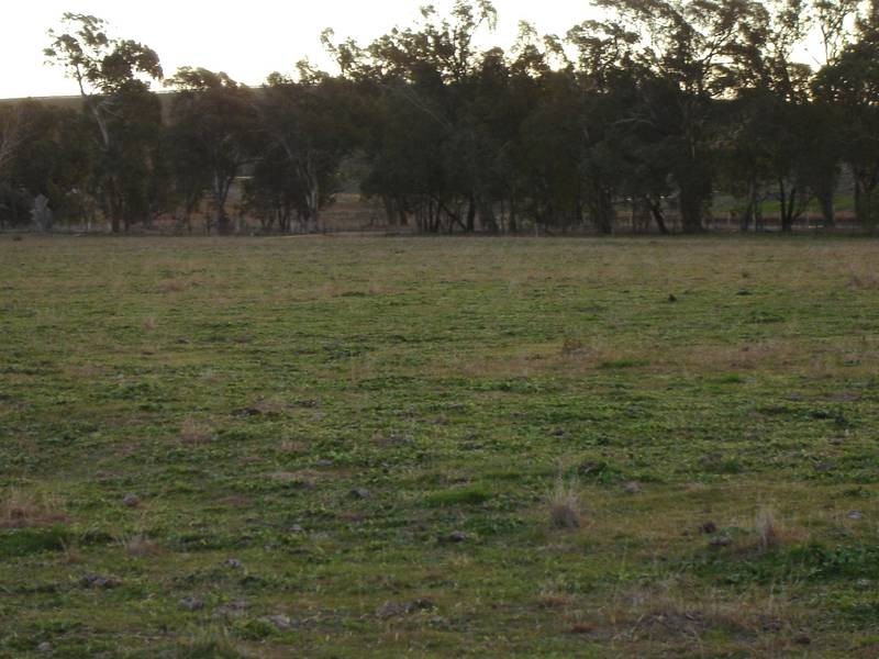Lot 206 Beri, Euchareena Road, Molong NSW 2866