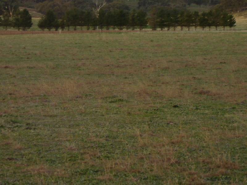 Lot 206 Beri, Euchareena Road, Molong NSW 2866