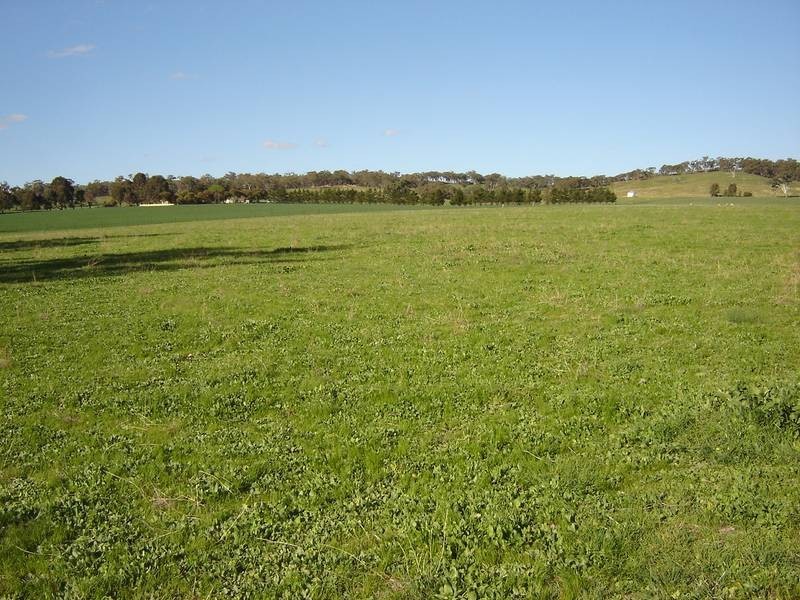 Lot 206 Beri, Euchareena Road, Molong NSW 2866
