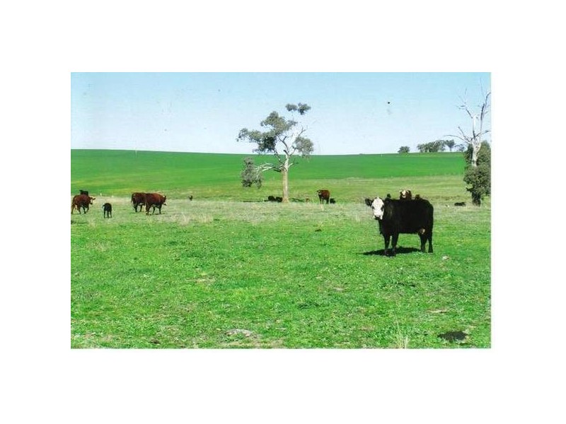 Hazeldene Lane, Molong NSW 2866