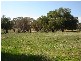 7 Pocknalls Road, Molong NSW 2866