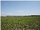 7 Pocknalls Road, Molong NSW 2866