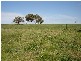 7 Pocknalls Road, Molong NSW 2866