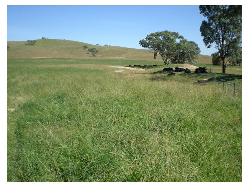 Burrendong Way, Orange NSW 2800