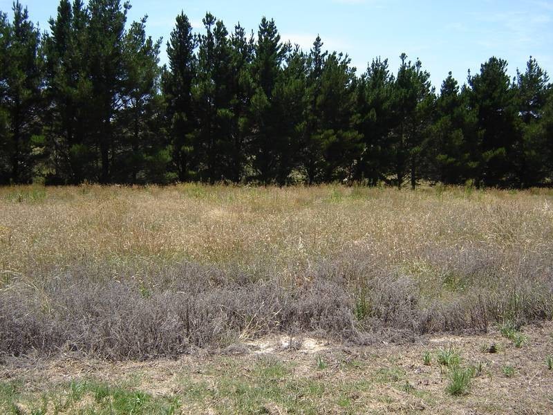 Lot 35, 40, 41,  Johnstone Street, Blayney NSW 2799