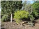 210 Packham Drive, Molong NSW 2866