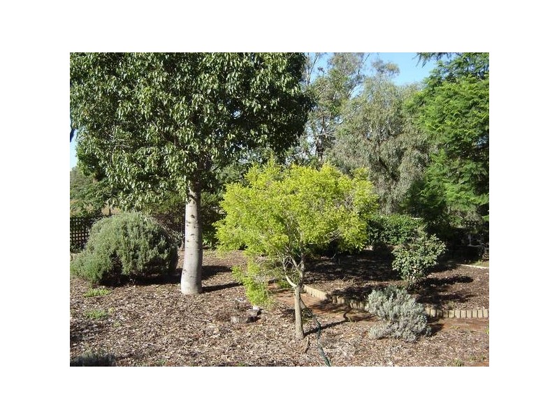 210 Packham Drive, Molong NSW 2866