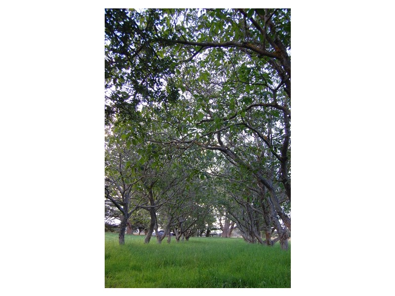 - Giles Road, Orange NSW 2800