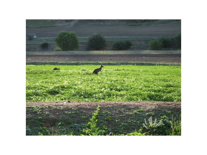 1457 Mid Western Highway (Evans Plains) Bathurst, Blayney NSW 2799