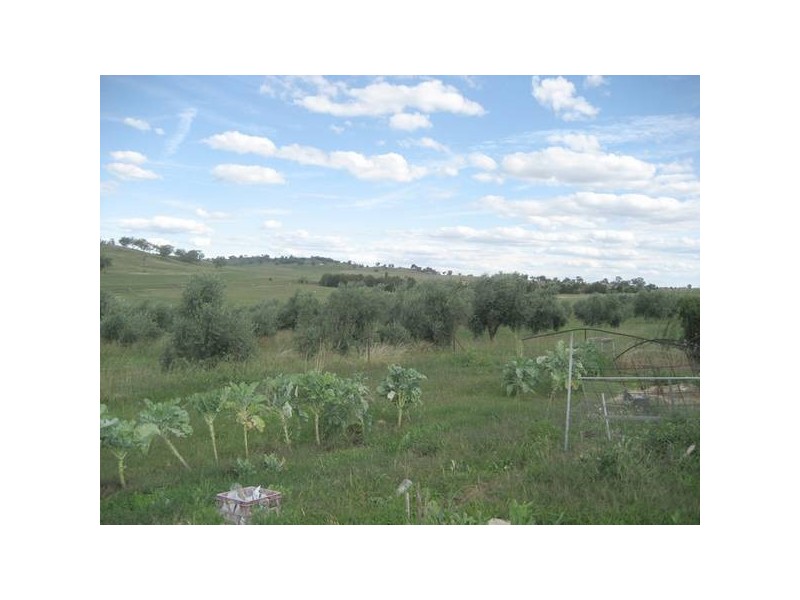 71 Tarrawingee Road, Molong NSW 2866