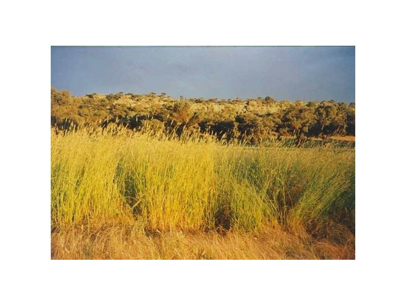 534 Larras Lee Road, Molong NSW 2866