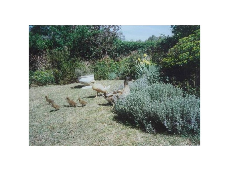 534 Larras Lee Road, Molong NSW 2866