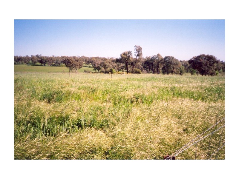 Curra Creek Road (Cumnock), Molong NSW 2866