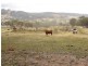 5091 Federation Way, Molong NSW 2866