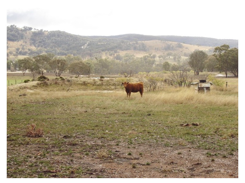5091 Federation Way, Molong NSW 2866