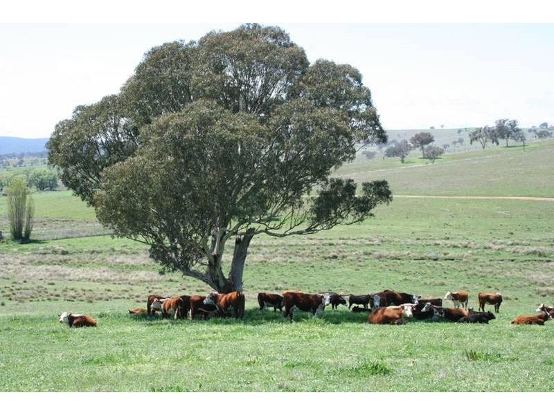 2137 Ophir Road (Rock Forest), Orange NSW 2800