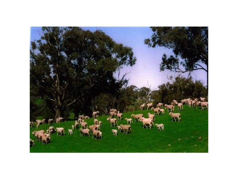 2777 Four Mile Creek Road, Panuara NSW 2800