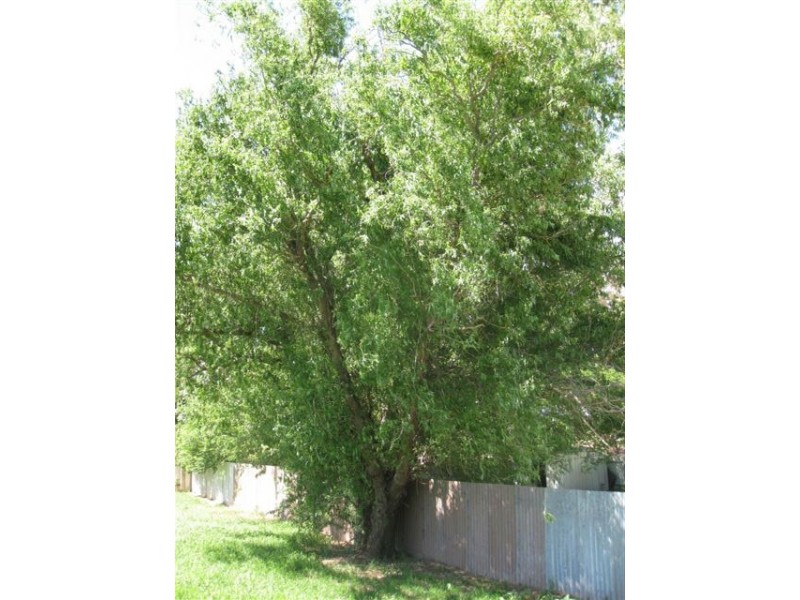 4 Lachlan Street (Yeoval), Molong NSW 2866