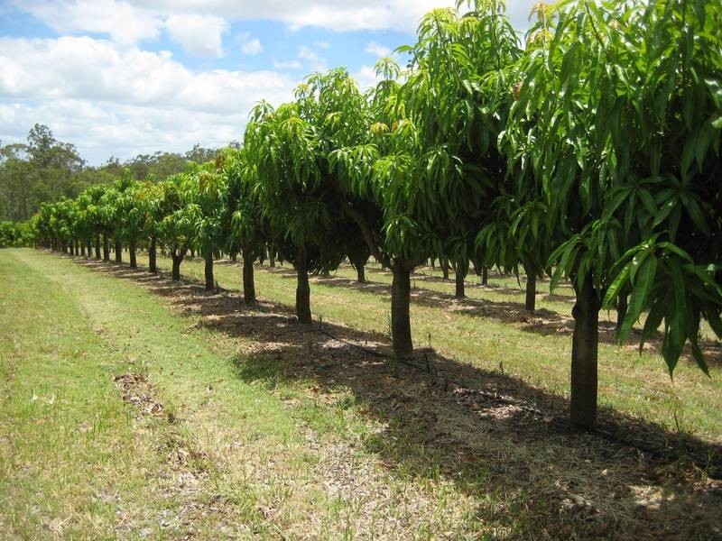 Bundaberg QLD 4670