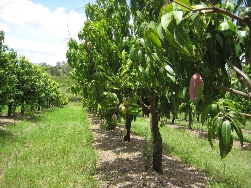 Bundaberg QLD 4670