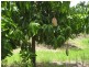 Bundaberg QLD 4670
