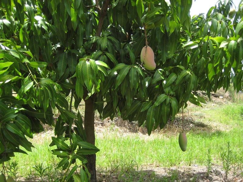 Bundaberg QLD 4670
