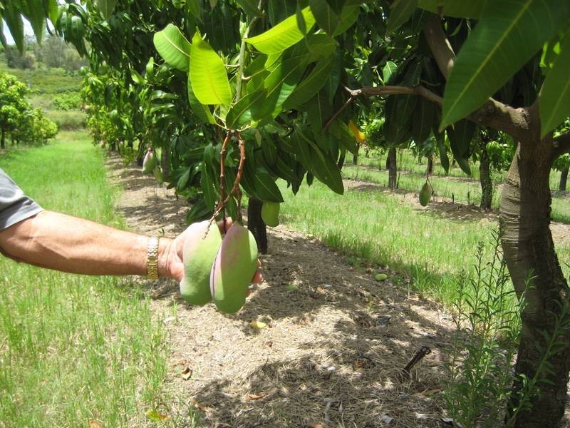 Bundaberg QLD 4670