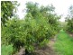 Bundaberg QLD 4670