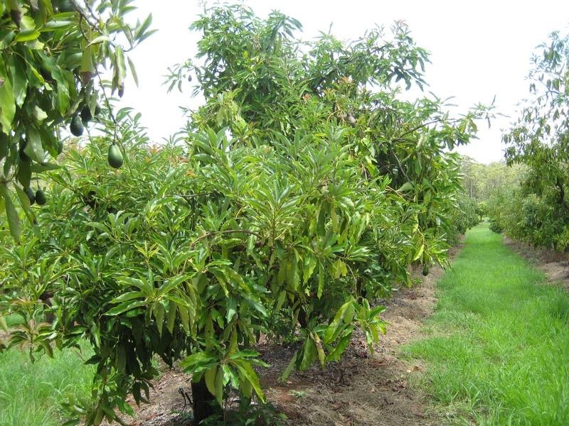 Bundaberg QLD 4670