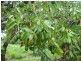 Bundaberg QLD 4670