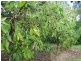 Bundaberg QLD 4670