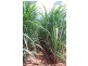 Farnsfield QLD 4660