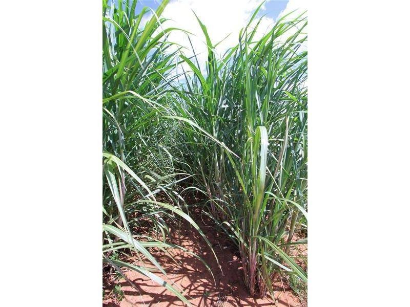 Farnsfield QLD 4660