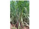 Farnsfield QLD 4660