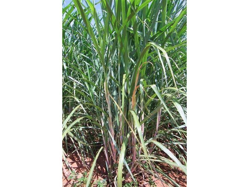 Farnsfield QLD 4660