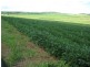 Gin Gin QLD 4671