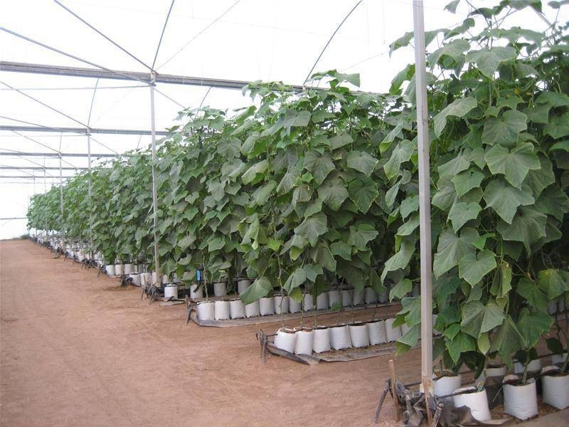 Alloway QLD 4670