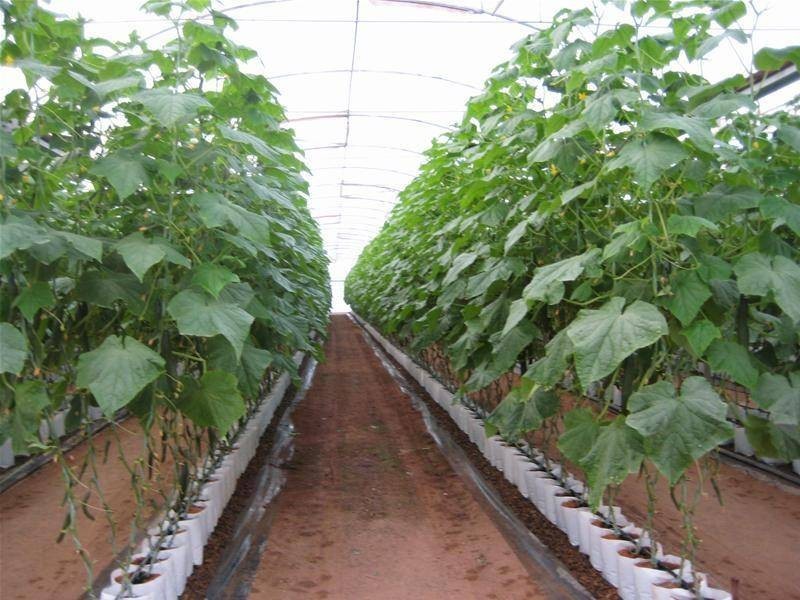 Alloway QLD 4670