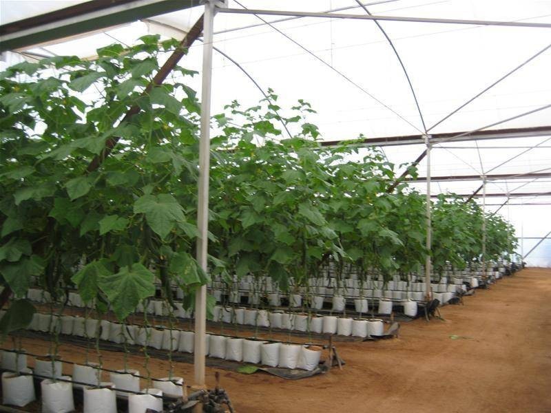 Alloway QLD 4670
