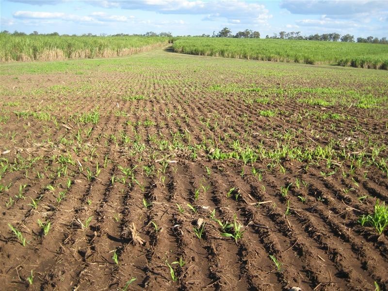 South Kolan QLD 4670