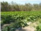 Waterloo QLD 4673