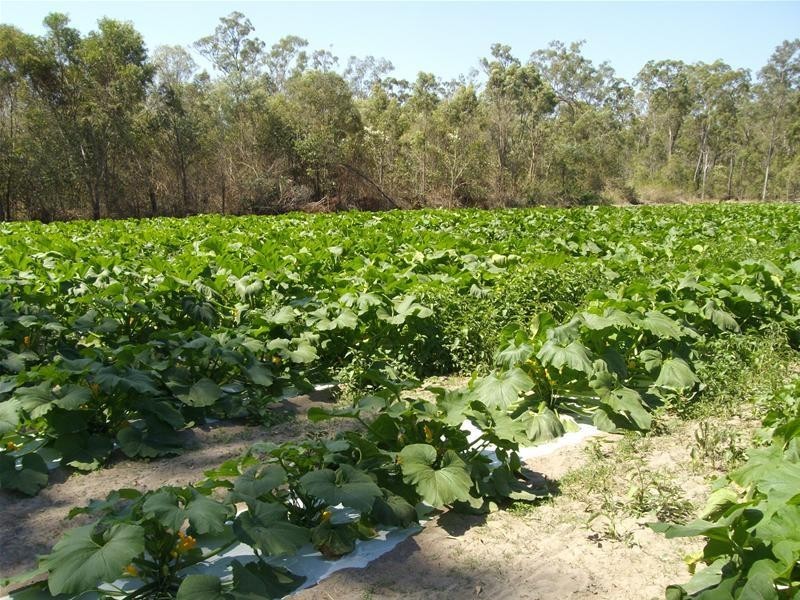Waterloo QLD 4673