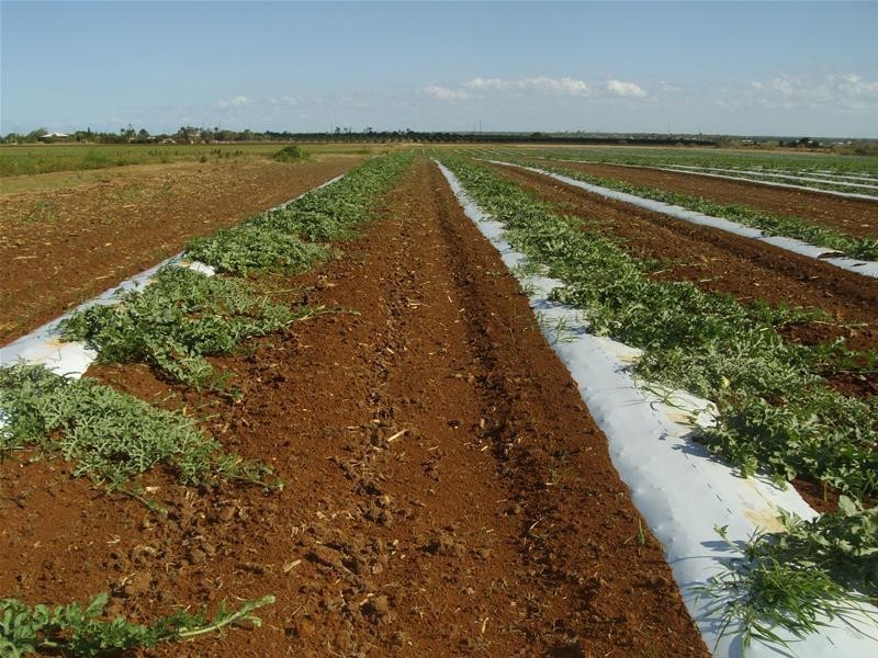 Woongarra QLD 4670