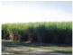 Yandaran QLD 4673