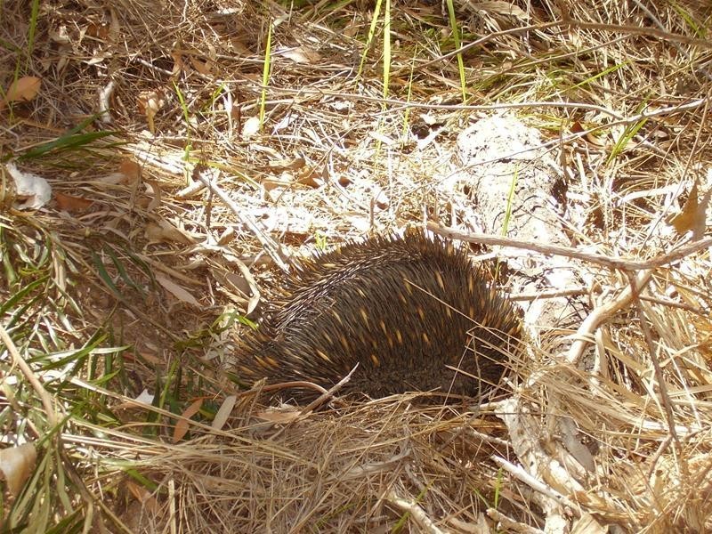 Baffle Creek QLD 4674