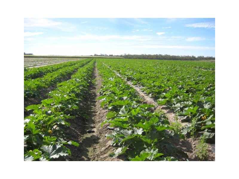 449 Quinns Road, Moorland QLD 4670