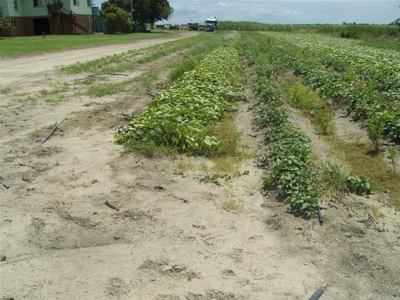 Moore Park Beach QLD 4670