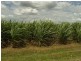 South Kolan QLD 4670