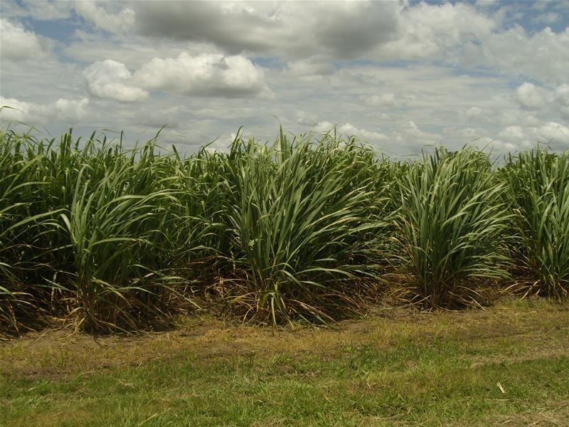South Kolan QLD 4670