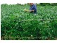 South Kolan QLD 4670